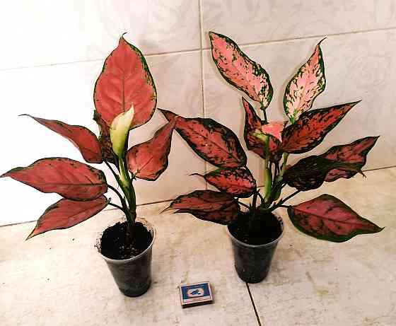 Аглаонема Донецк