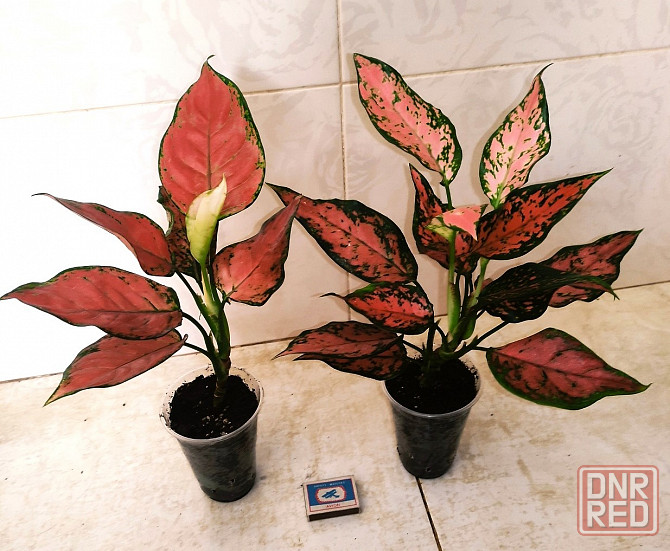 Аглаонема Донецк - изображение 1