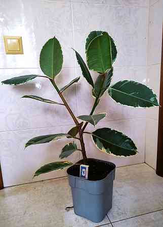 Фикус Эластика Тинеке Крупномер Донецк