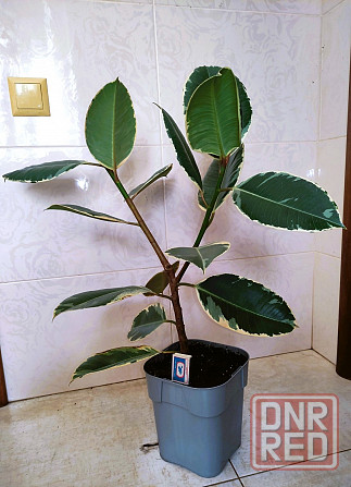 Фикус Эластика Тинеке Крупномер Донецк - изображение 1