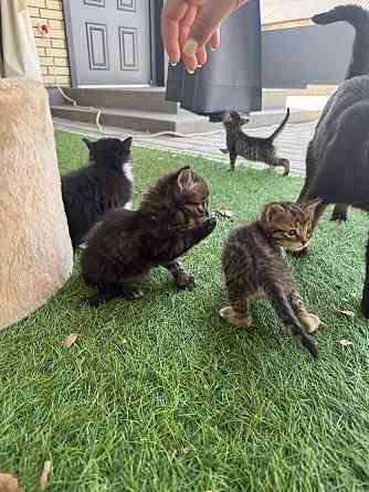 Отдам котят в хорошие руки Донецк