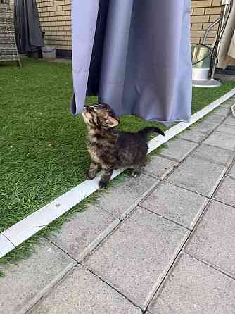 Отдам котят в хорошие руки Донецк