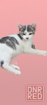 Котенок Донецк - изображение 3