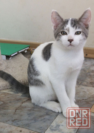 Котенок Донецк - изображение 2