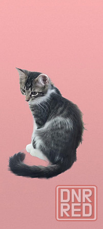 Котенок в добрые руки Донецк - изображение 1