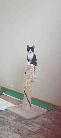 Котенок Донецк