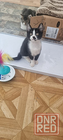 Котенок Донецк - изображение 2
