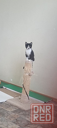 Котенок Донецк - изображение 3