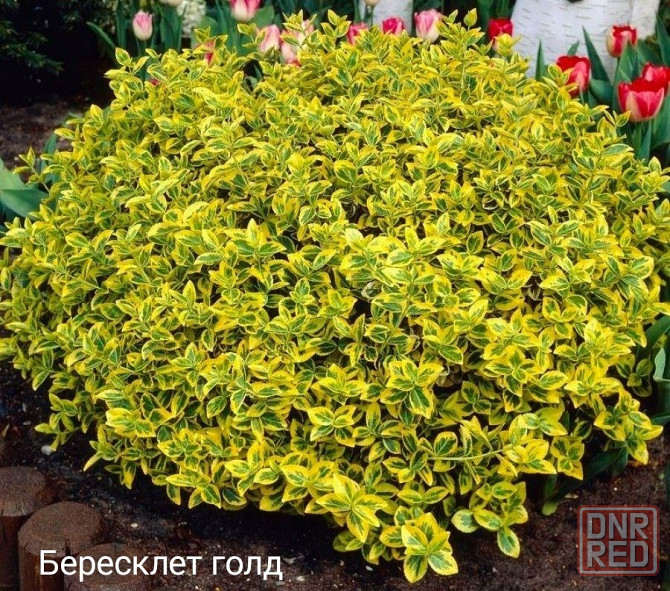 Бересклет вечнозеленый кустарник Донецк - изображение 1
