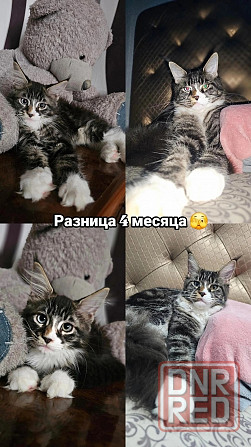 Плюшевые Мейн-куны Донецк - изображение 6