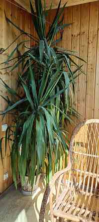 Комнатное дерево юкка высотой 2,5 м Донецк