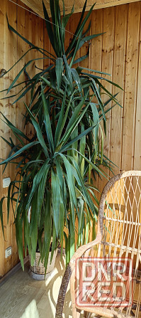 Комнатное дерево юкка высотой 2,5 м Донецк - изображение 1