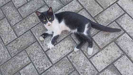 Котик Макеевка