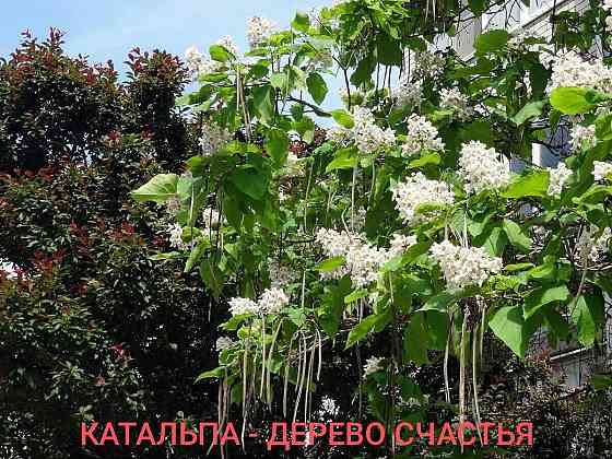 Катальпа дерево счастья Донецк