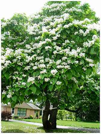 Катальпа дерево счастья Донецк