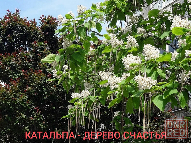 Катальпа дерево счастья Донецк - изображение 3