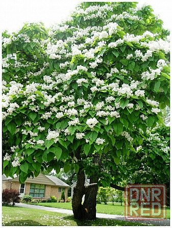 Катальпа дерево счастья Донецк - изображение 4