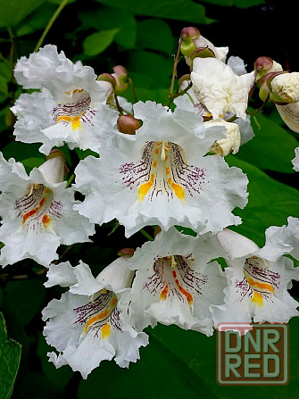 Катальпа дерево счастья Донецк - изображение 2