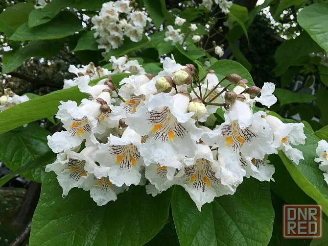 Катальпа дерево счастья Донецк - изображение 1