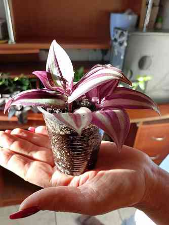 Укорененные черенки традесканции Зебрина, отростки традесканции Донецк