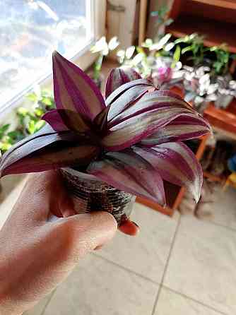 Укорененные черенки традесканции Зебрина, отростки традесканции Донецк