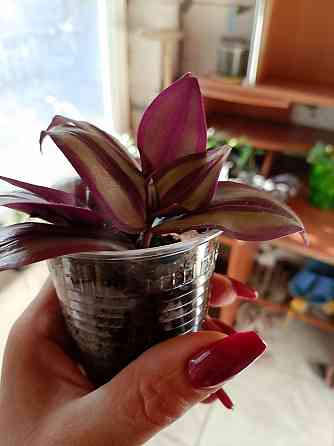 Укорененные черенки традесканции Зебрина, отростки традесканции Донецк