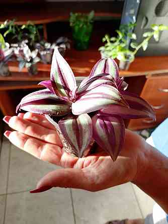 Укорененные черенки традесканции Зебрина, отростки традесканции Донецк