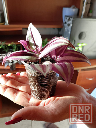 Укорененные черенки традесканции Зебрина, отростки традесканции Донецк - изображение 2