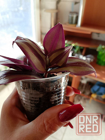 Укорененные черенки традесканции Зебрина, отростки традесканции Донецк - изображение 1