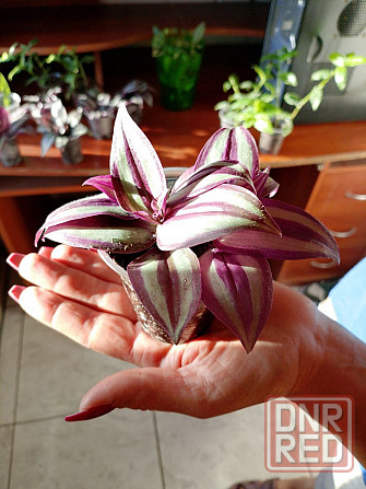 Укорененные черенки традесканции Зебрина, отростки традесканции Донецк - изображение 4