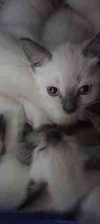 Сиамские котята Донецк