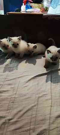 Сиамские котята Донецк