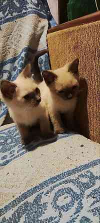 Сиамские котята Донецк