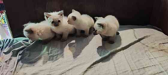 Сиамские котята Донецк