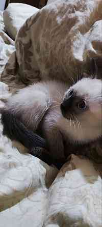 Сиамские котята Донецк