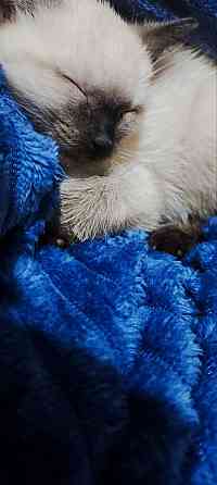 Сиамские котята Донецк