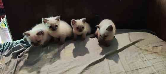 Сиамские котята Донецк
