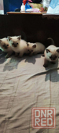 Сиамские котята Донецк - изображение 6