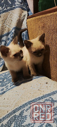 Сиамские котята Донецк - изображение 4