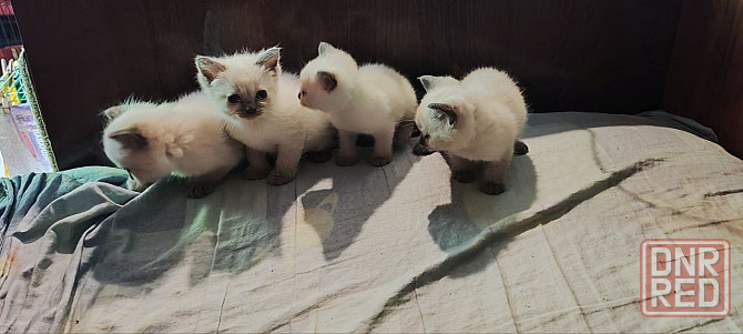 Сиамские котята Донецк - изображение 3