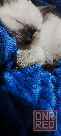 Сиамские котята Донецк - изображение 2