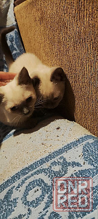 Сиамские котята Донецк - изображение 5