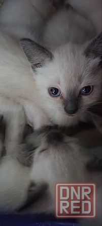 Сиамские котята Донецк - изображение 1