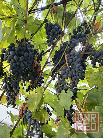 Продам виноград "Молдова" Макеевка - изображение 4