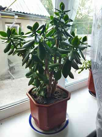Денежное дерево, толстянка Донецк