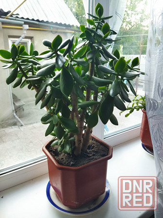 Денежное дерево, толстянка Донецк - изображение 1
