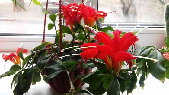 Эсхинантус Rubens Донецк