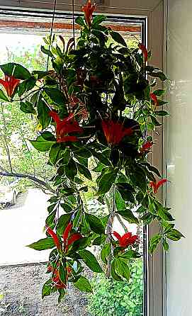 Эсхинантус Rubens Донецк