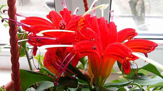 Эсхинантус Rubens Донецк