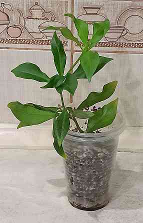 Эсхинантус Rubens Донецк